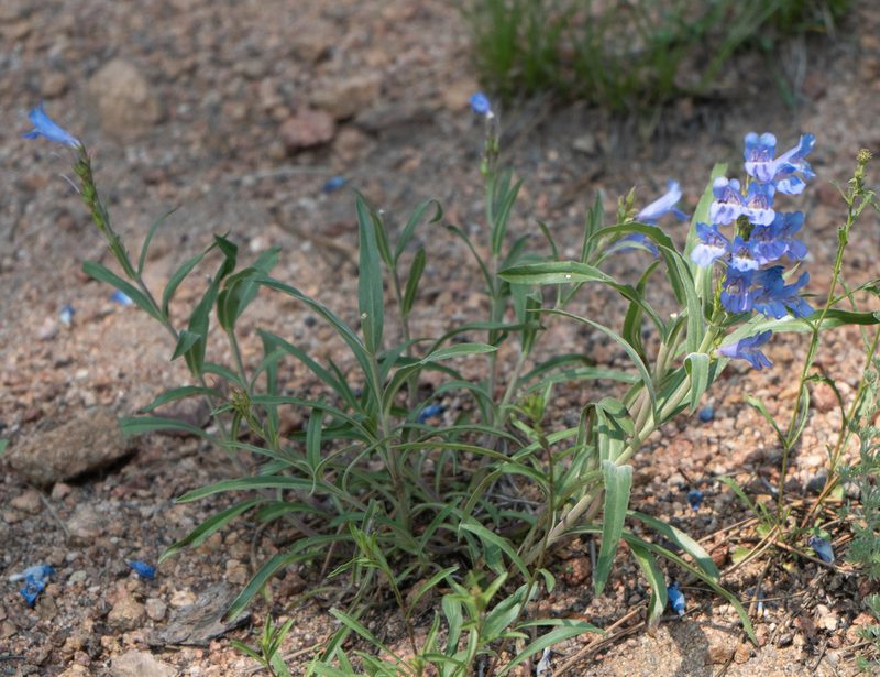 Penstemon glaber, photographed by Jesse Rorabaugh