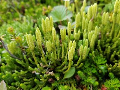 Diphasiastrum alpinum, photographed by Syd Cannings