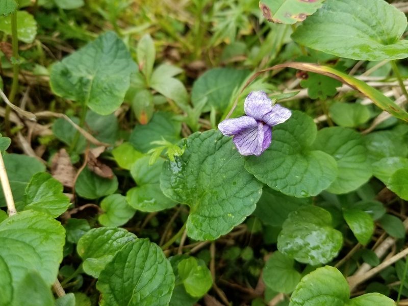 Viola langsdorffii, photographed by Syd Cannings