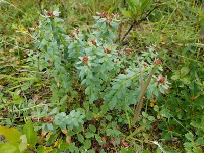 Rhodiola integrifolia, photographed by Syd Cannings