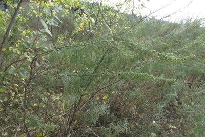 Artemisia abrotanum, photographed by Татьяна Горбушина