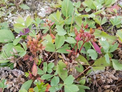 Sibbaldia procumbens, photographed by Syd Cannings