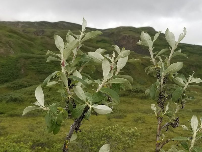 Salix alaxensis, photographed by Syd Cannings