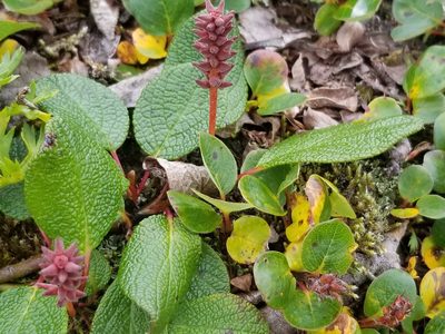 Salix reticulata, photographed by Syd Cannings