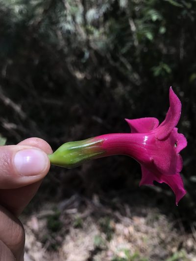 Symbolanthus anomalus, photographed by Nicolás Baresch Uribe