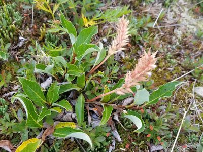 Salix arctica, photographed by Syd Cannings