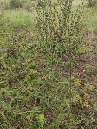 Artemisia commutata, photographed by Юлия