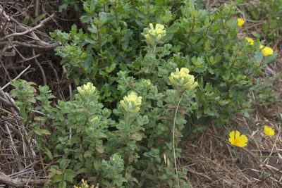 Castilleja latifolia, photographed by Arvel Hernandez