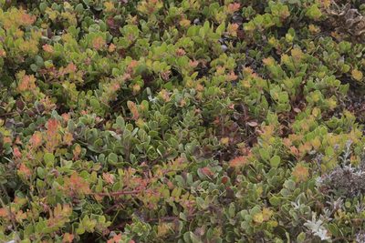 Arctostaphylos edmundsii, photographed by Arvel Hernandez