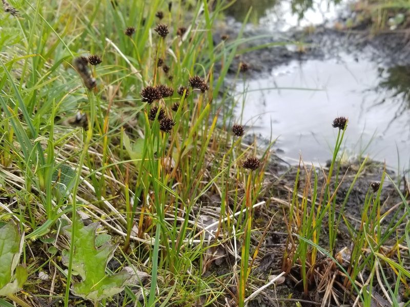 Juncus mertensianus, photographed by Syd Cannings