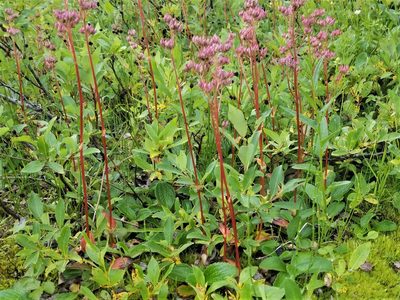 Leptarrhena pyrolifolia, photographed by Syd Cannings