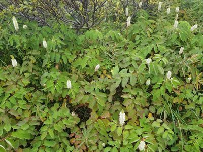 Sanguisorba stipulata, photographed by Syd Cannings