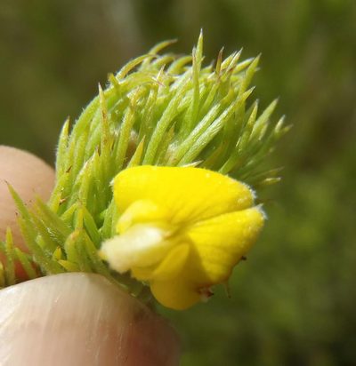 Aspalathus setacea, photographed by Nicola van Berkel