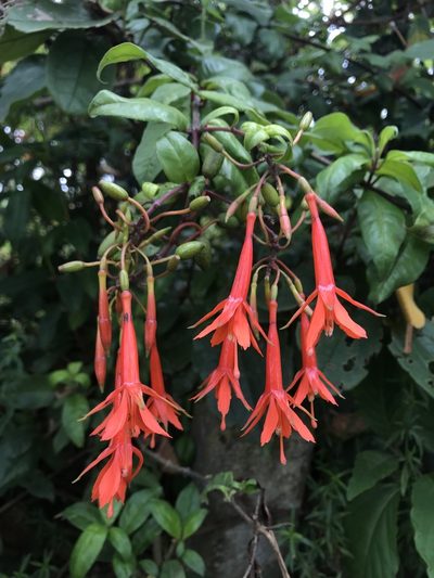 Fuchsia venusta, photographed by Nicolás Baresch Uribe