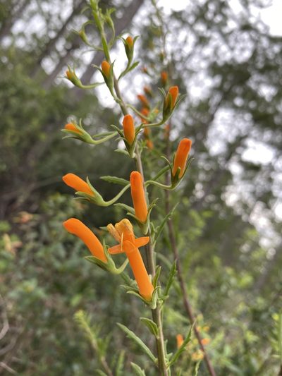 Macranthera flammea, photographed by Matt Berger