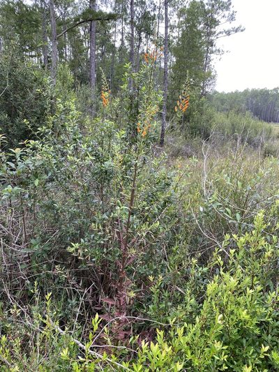 Macranthera flammea, photographed by Matt Berger