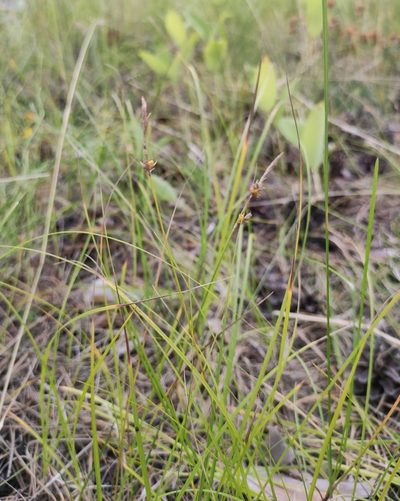 Carex korshinskyi, photographed by Юлия