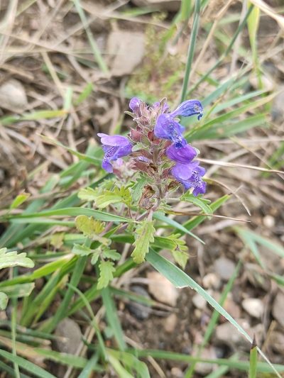Dracocephalum olchonense, photographed by Юлия