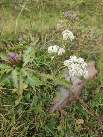 Peucedanum puberulum, photographed by Юлия
