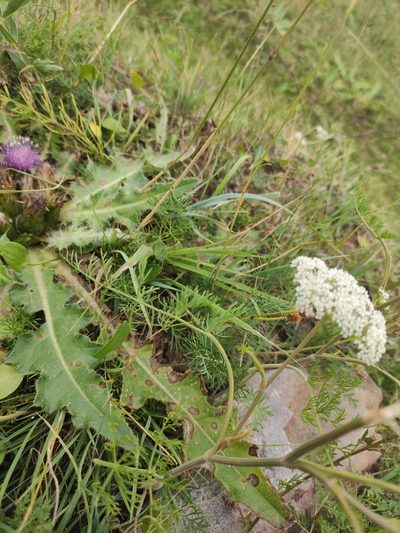 Peucedanum puberulum, photographed by Юлия
