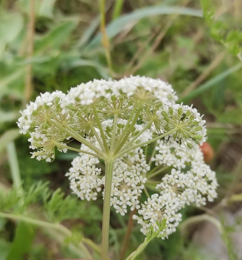 Peucedanum puberulum, photographed by Юлия