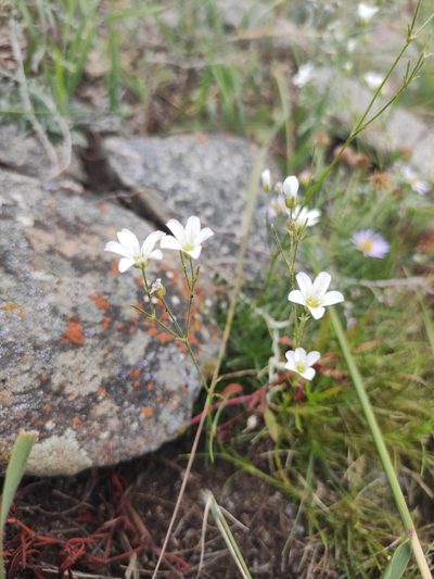 Eremogone meyeri, photographed by Юлия