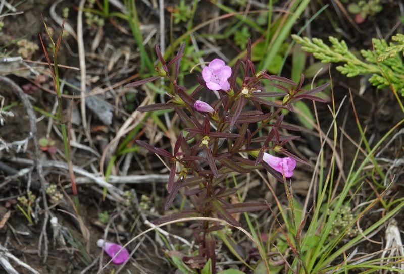 Agalinis neoscotica, photographed by Paul Prior