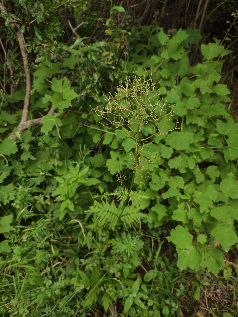 Valeriana transjenisensis, photographed by Юлия