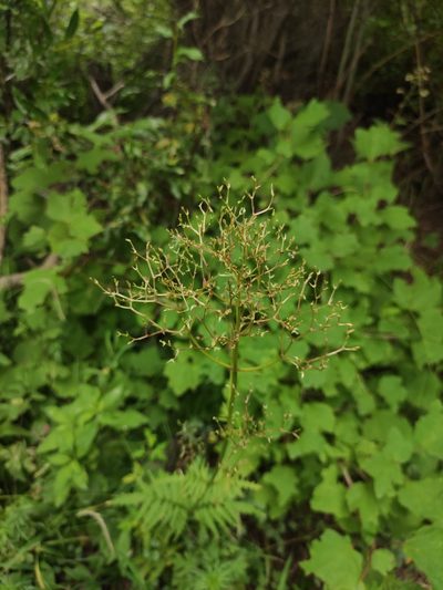Valeriana transjenisensis, photographed by Юлия