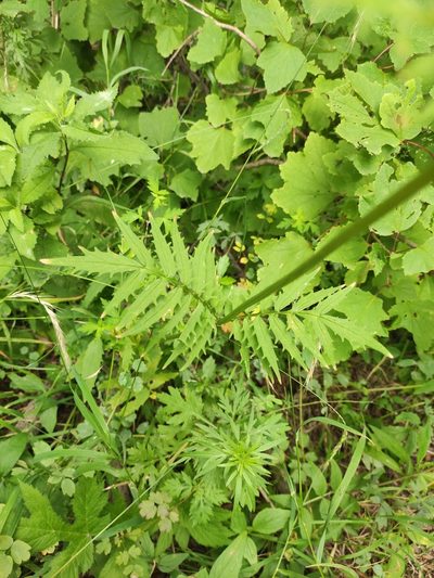 Valeriana transjenisensis, photographed by Юлия