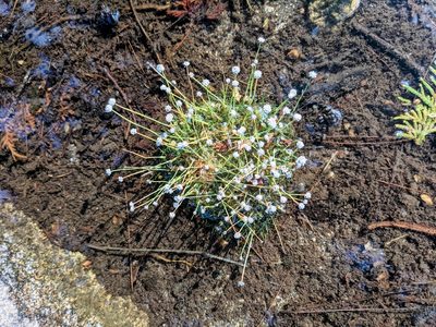 Eriocaulon aquaticum, photographed by Jason Hill