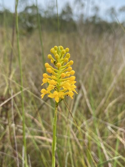 Platanthera integra, photographed by Matt Berger