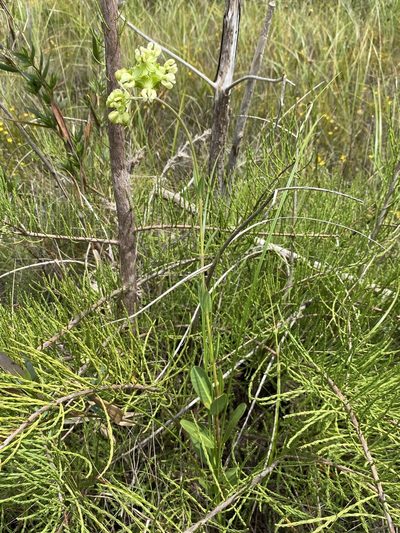 Asclepias connivens, photographed by Matt Berger
