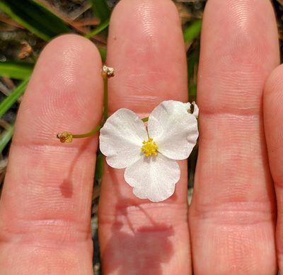 Sagittaria graminea, photographed by Jason Hill