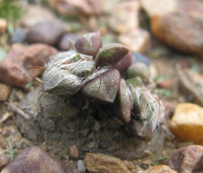 Anacampseros retusa, photographed by douglaseustonbrown