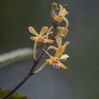 Vanda testacea, photographed by Paulmathi Vinod