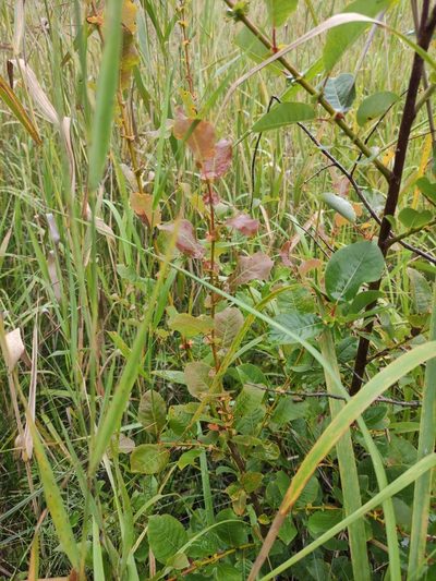 Salix pyrolifolia, photographed by Юлия