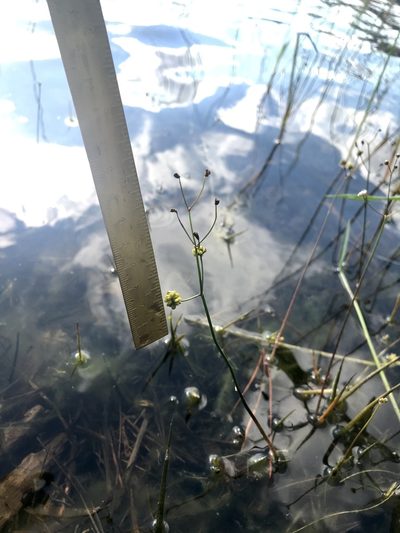 Sagittaria teres, photographed by Chase Mathey