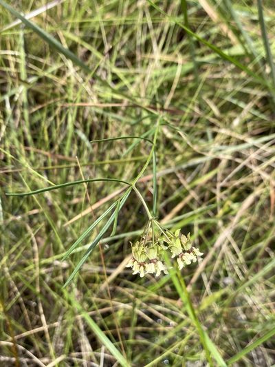 Asclepias viridula, photographed by Matt Berger