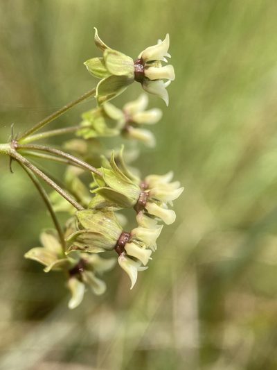 Asclepias viridula, photographed by Matt Berger