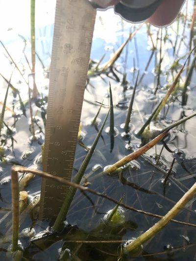 Sagittaria teres, photographed by Chase Mathey