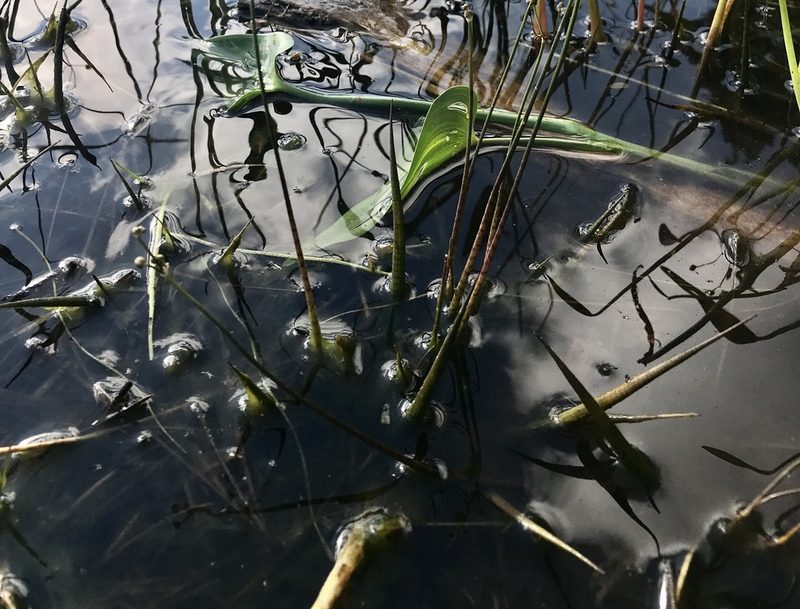 Sagittaria teres, photographed by Chase Mathey