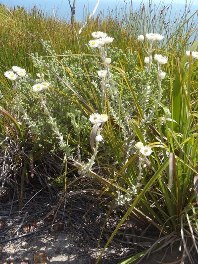Achyranthemum argenteum, photographed by Nicola van Berkel