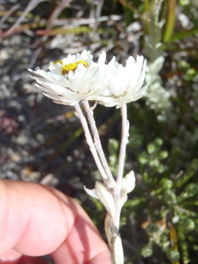 Achyranthemum argenteum, photographed by Nicola van Berkel