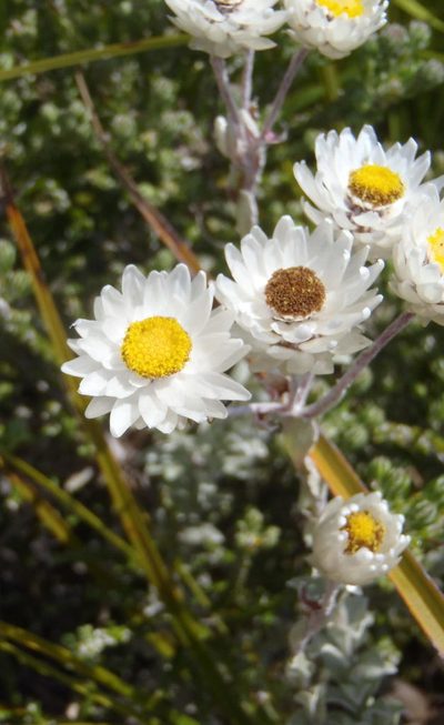 Achyranthemum argenteum, photographed by Nicola van Berkel