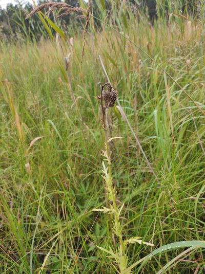 Cirsium pendulum, photographed by Юлия