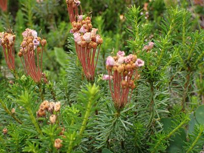 Phyllodoce empetriformis, photographed by John Brew