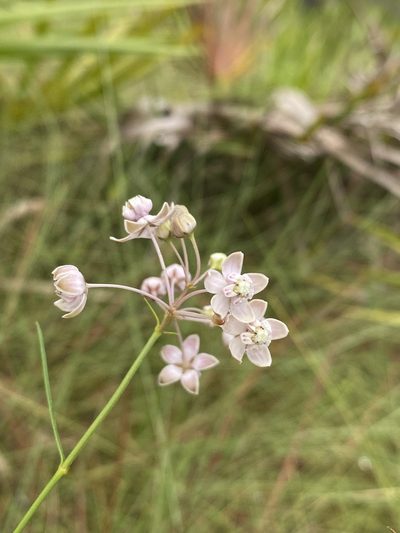 Asclepias cinerea, photographed by Matt Berger