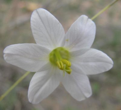 Ixia capillaris, photographed by douglaseustonbrown