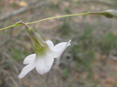 Ixia capillaris, photographed by douglaseustonbrown